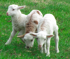2012 Lambs and Kids