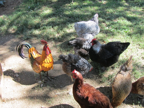 photo of chickens in barnyard